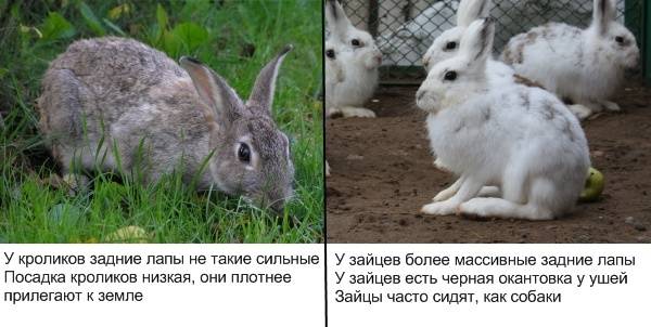Всё о том, чем отличается заяц от кролика