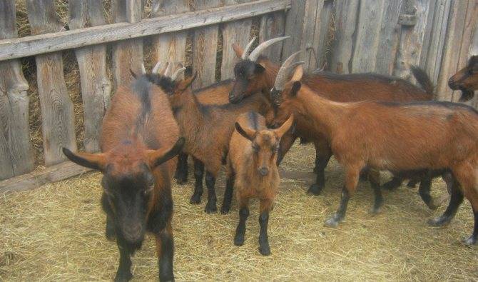 Чешские козы – описание бурой короткошерстной породы