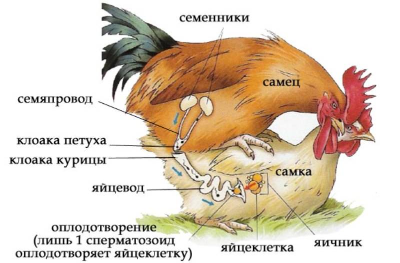 Как курица несет яйца — половая зрелость у несушек, появление яйца
