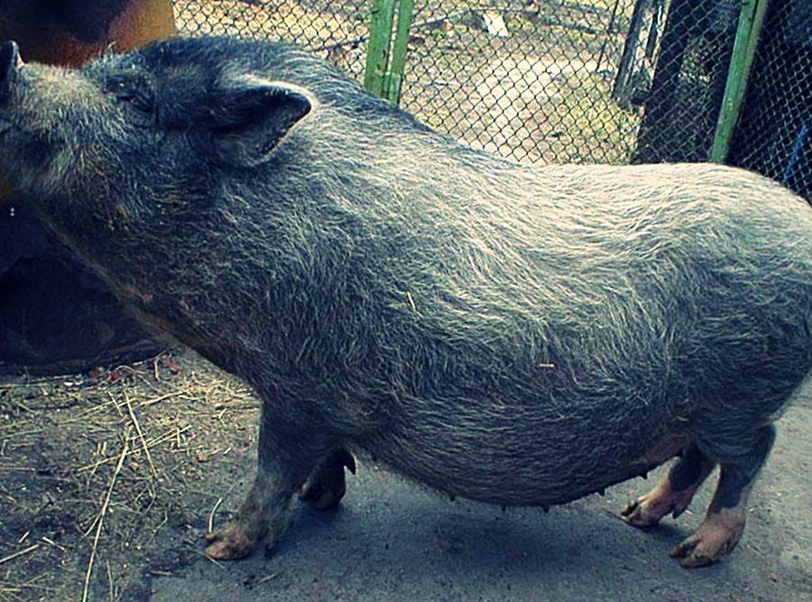 Кармалы порода свиней — описание и инструкция по выращиванию