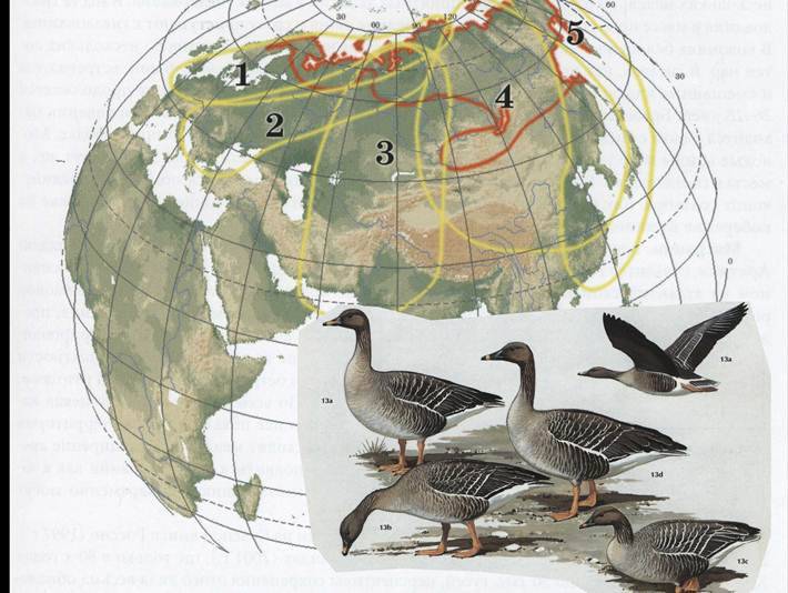Описание белолобого гуся: происхождение и образ жизни дикой птицы