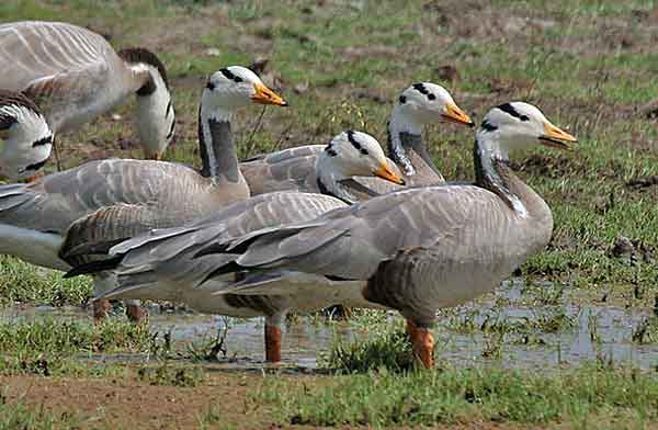 Породы диких гусей — обзор видов, фото и описание
