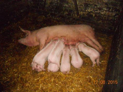 Порода свиней ландрас: описание, кормление и разведение