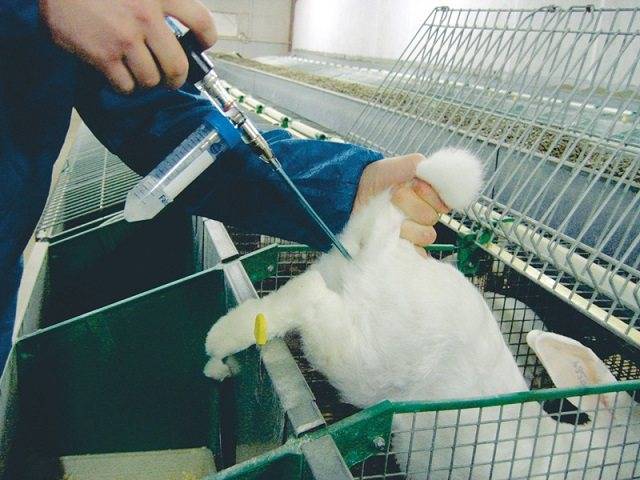 Разведение кроликов в домашних условиях. основные методы содержания | cельхозпортал