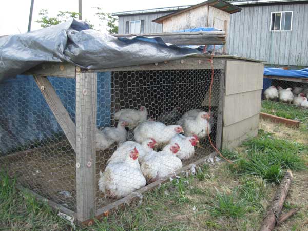 Выращивание цыплят для новичков: домашних и бройлеров