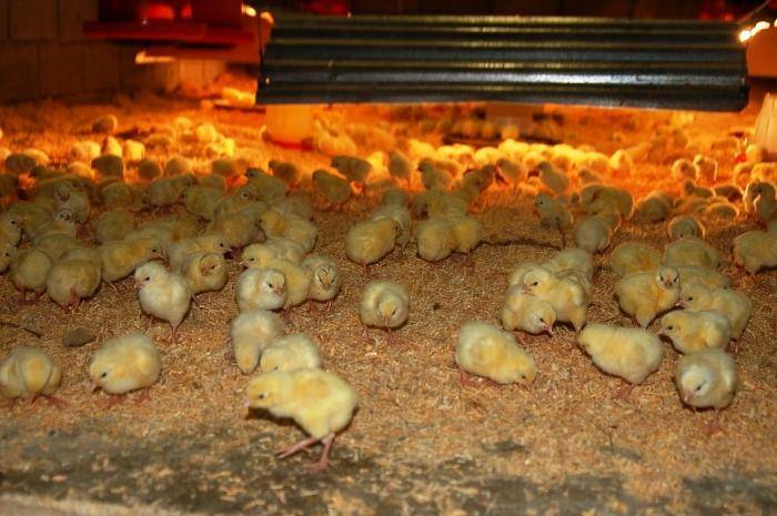 Полезные советы по выращиванию бройлерных цыплят