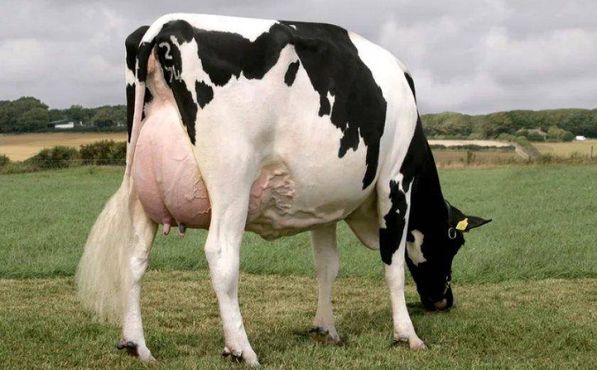 Голландская порода коров: характеристики, преимущества и недостатки