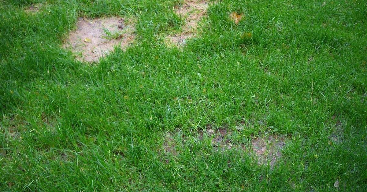 Мох на газоне, как избавиться или лечим лужайку правильно. методы борьбы с мхом на газоне