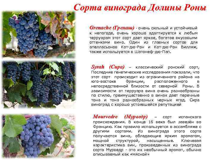 Виноград кишмиш черный: описание сорта, фото, отзывы, характеристики и особенности выращивания