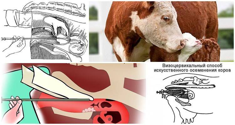 Разведение крс | пункт искусственного осеменения для коров