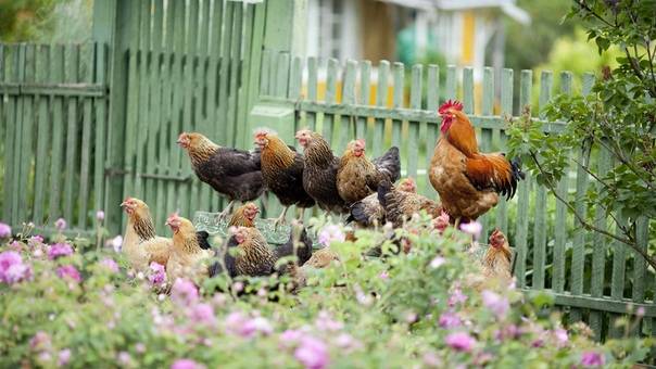 Как подсадить цыплят к наседке: уход с первых дней после вылупления