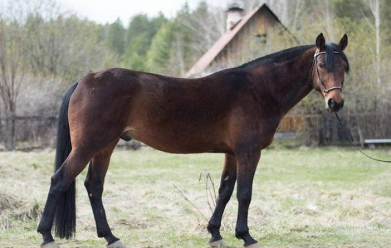 Достоинства и недостатки лошадей породы русский рысак