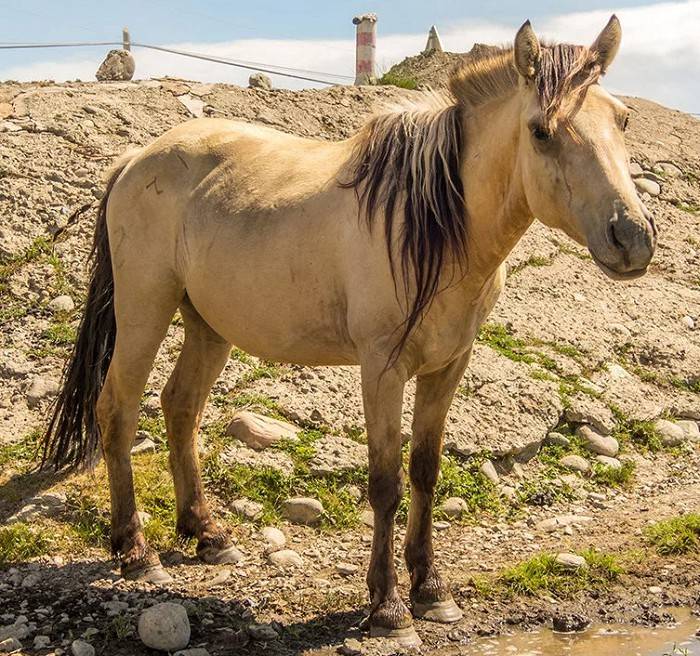 Алтайская порода лошадей: описание, характеристика, экстерьер, разведение