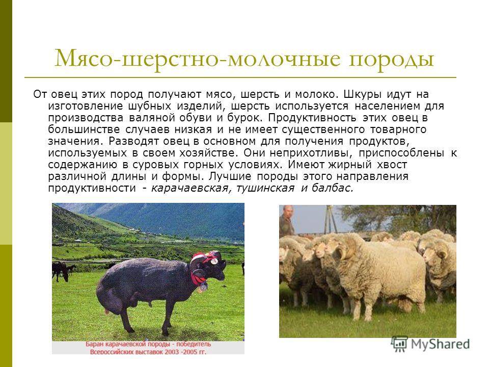Список лучших мясных пород овец и их характеристики продуктивности