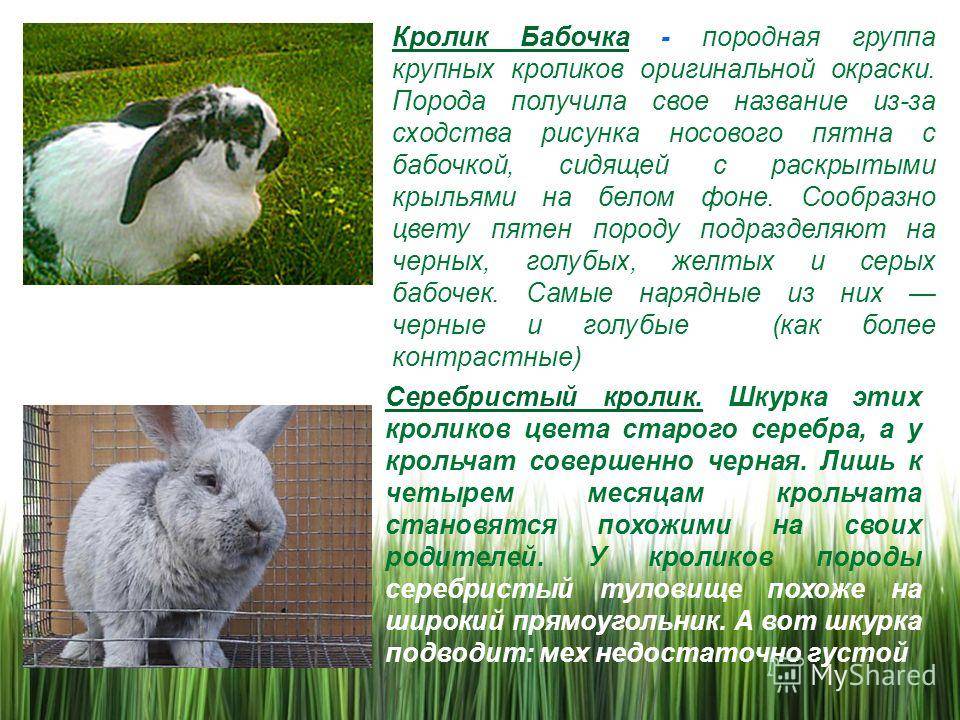 Сколько живут львиноголовые кролики. львиноголовый кролик: описание, содержание и уход в домашних условиях. декоративные кролики