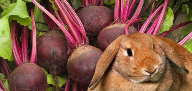 Можно ли давать кроликам ботву моркови?