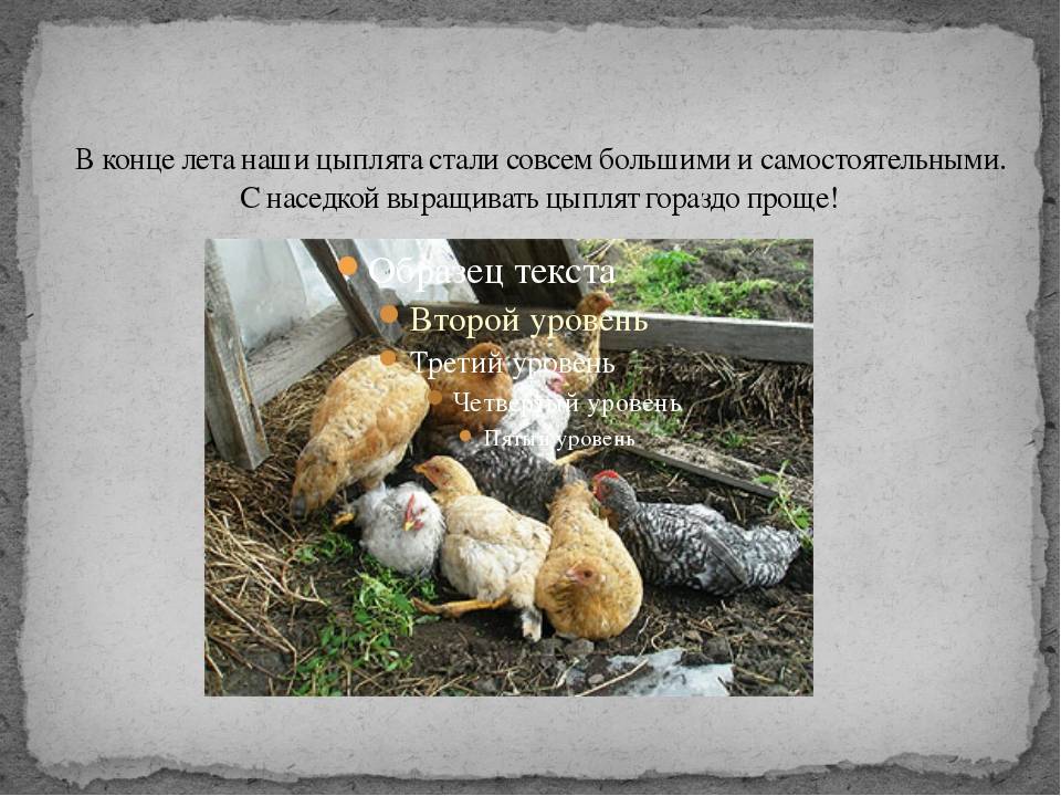 Выведение цыплят под наседкой в домашних условиях: сколько сидит курица, уход, подбор яиц