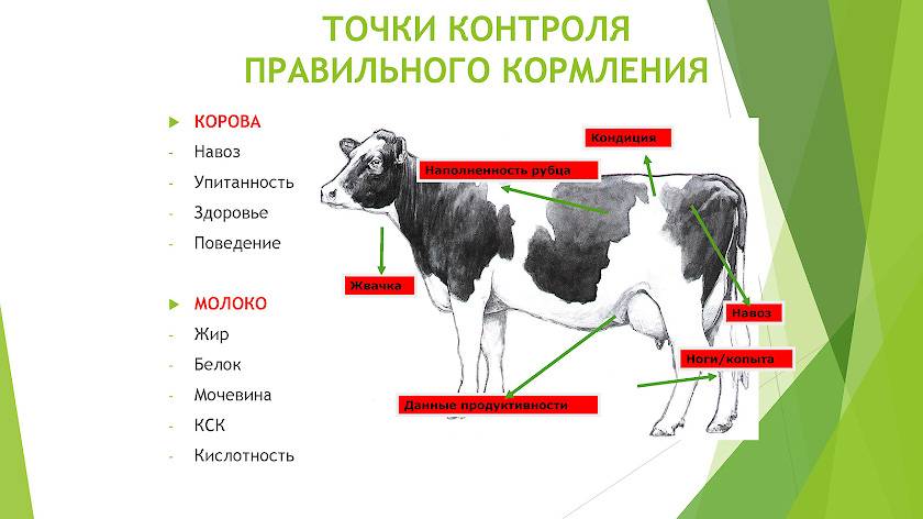 Автоматизация технологии кормления коров: как это работает?