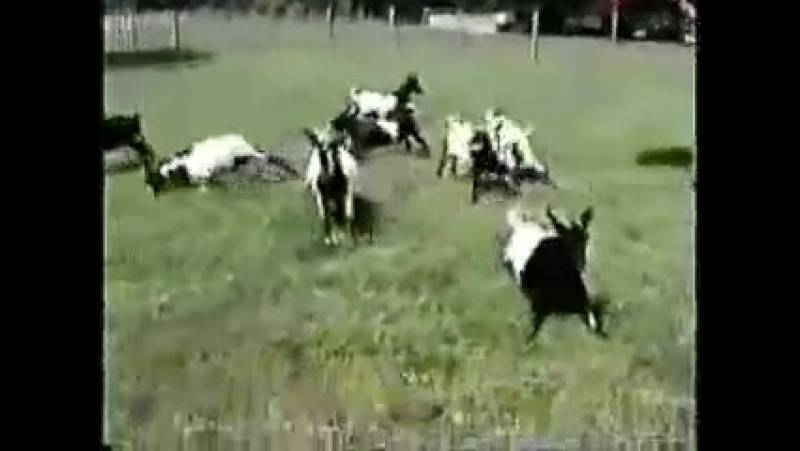 Обморочные козы — фото и видео, описание