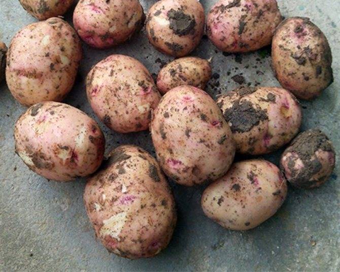 Сорт картофеля жуковский — характеристики и свойства