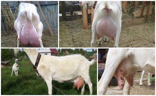 Почему коза после окота плохо ест и дает мало молока?