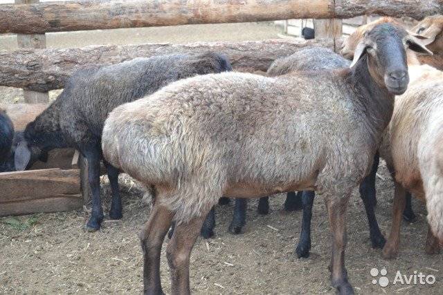 Как содержать овец курдючной породы?