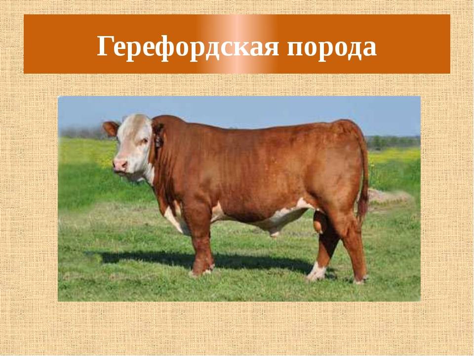 Корова — описание внешнего вида, рацион питания, породы, интересные сведения + 109 фото