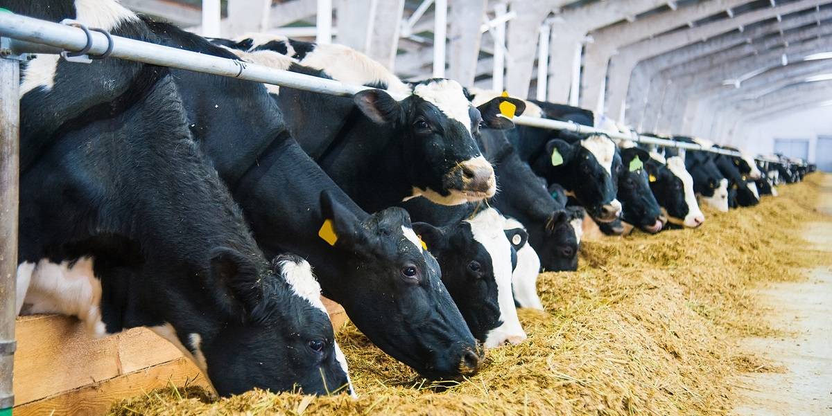 Кормление дойных коров: что нужно учесть для повышения надоев