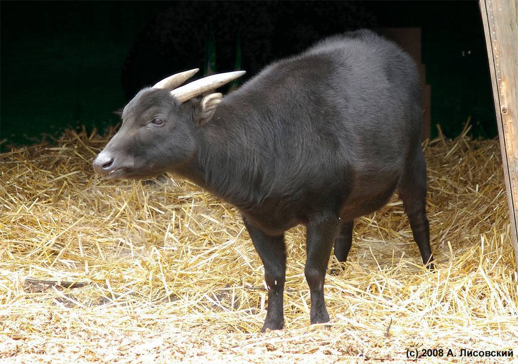 Домашний буйвол — характеристика, происхождение, содержание и кормление, перспективы разведения. | cельхозпортал