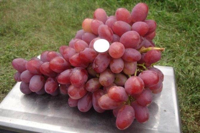 Виноград анюта: описание сорта
