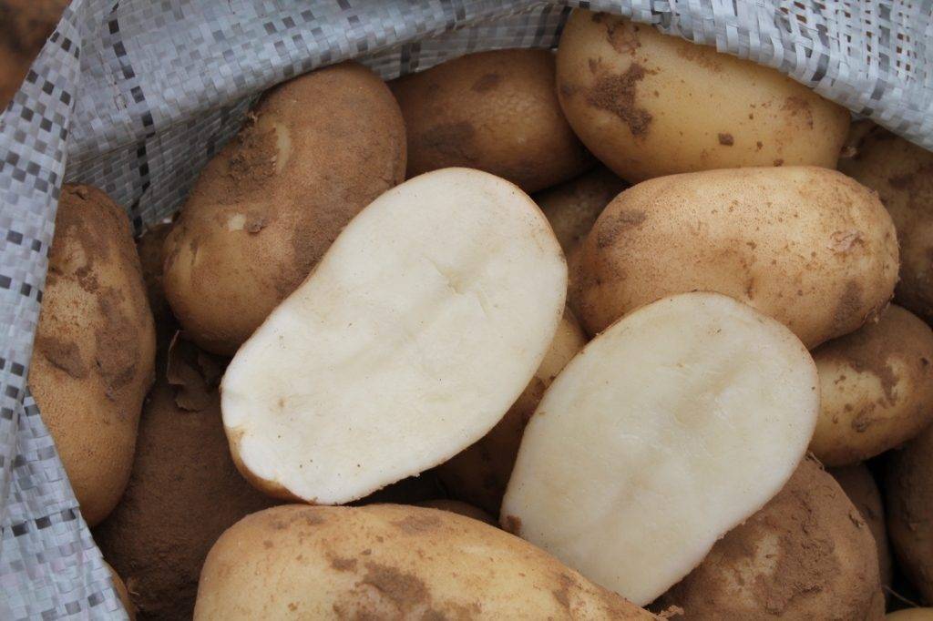 Описание сорта картофеля «удача»