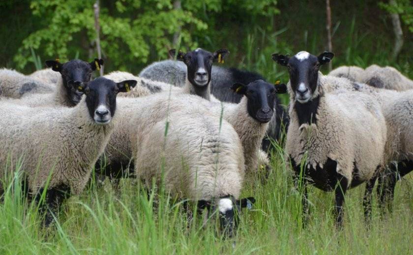 Как выращивают овец романовской породы?