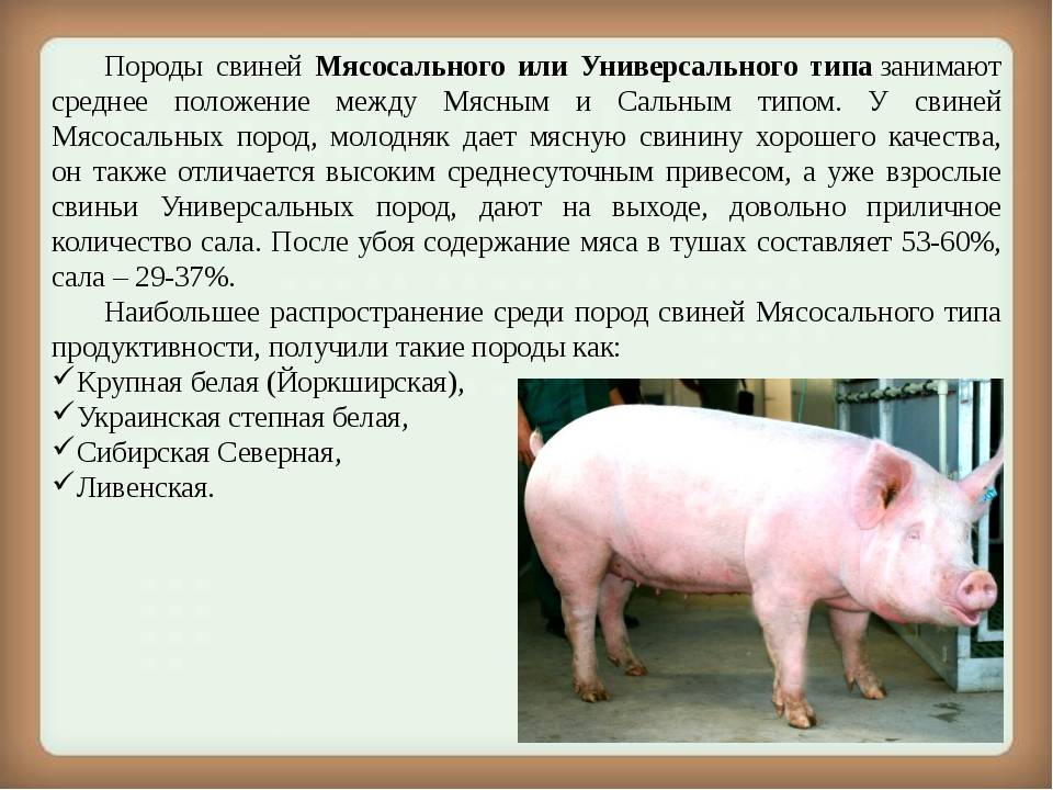 Пьетрен порода свиней характеристика фото
