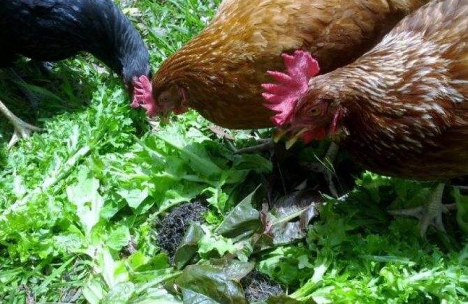 Посадка корма для кур в огороде и топ 3 самых любимых куриных сорняков