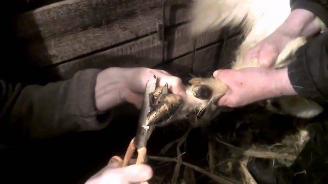 Правильная обрезка копыт у коз: подготовка и этапы подрезания