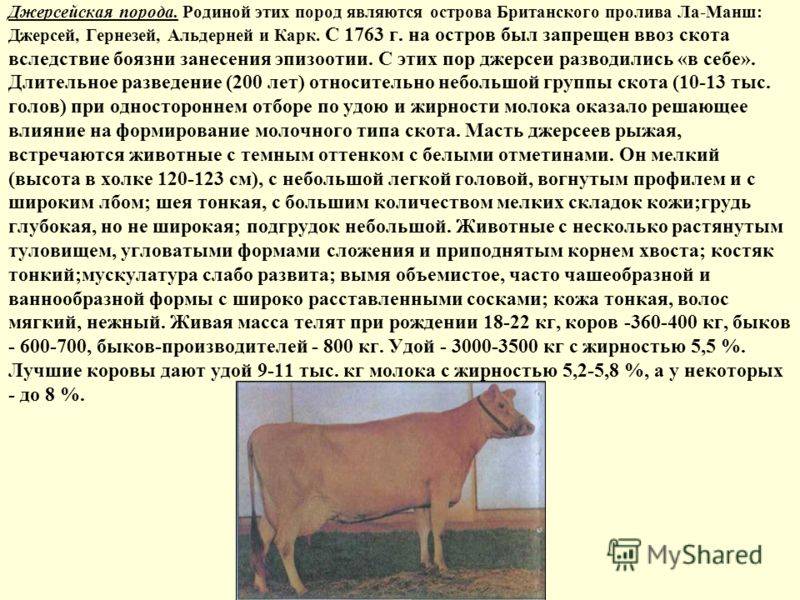 "джерсейская" порода коров