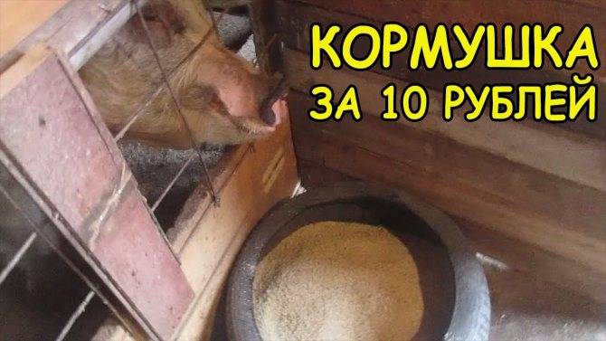 ᐉ корыто для свиней: как сделать своими руками? - zooon.ru