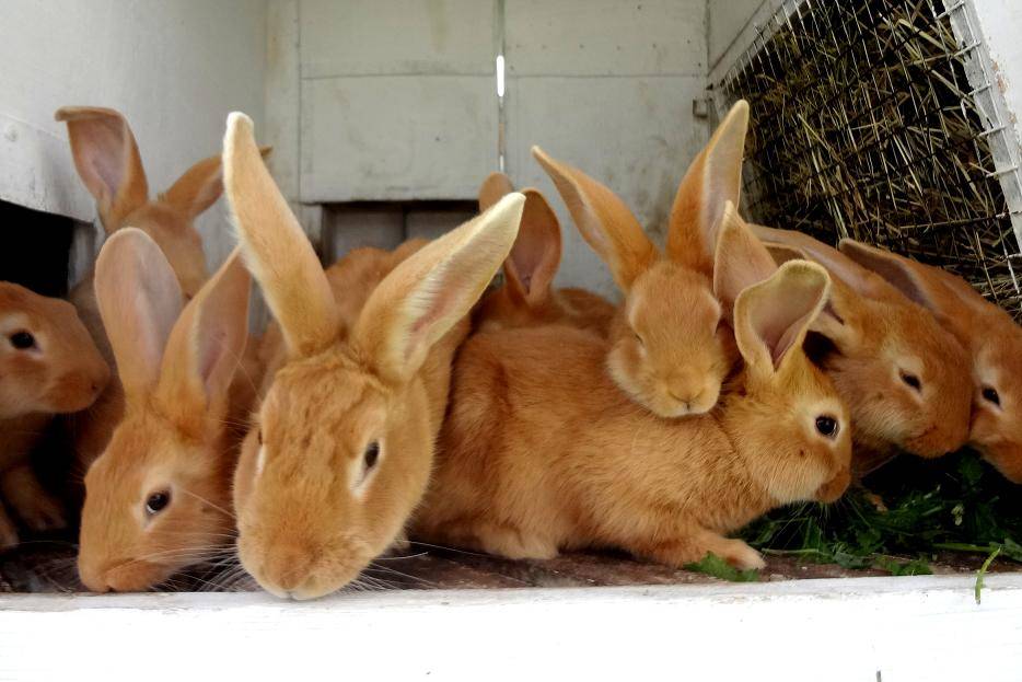 Бургундские кролики: описание породы, уход и содержание