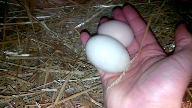 Сколько индюшка сидит на яйцах - советы птицеводов