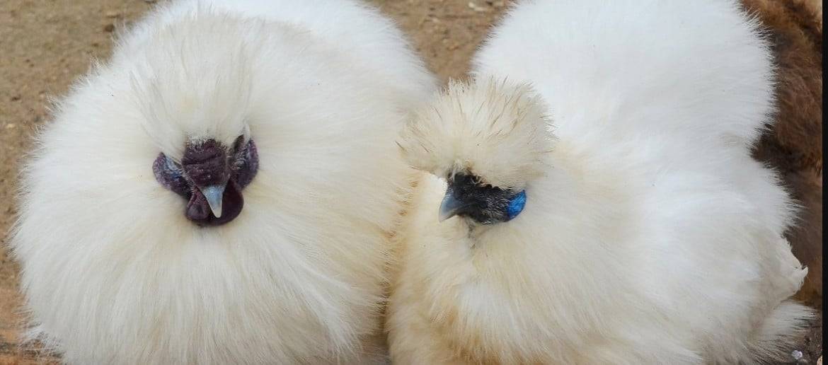 Китайская шелковая курица - описание породы, характеристика с фото