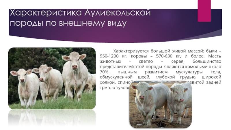 Шаролезская порода коров - агро эксперт