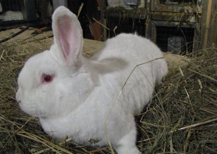 Новозеландские кролики белые и красные - характеристики породы