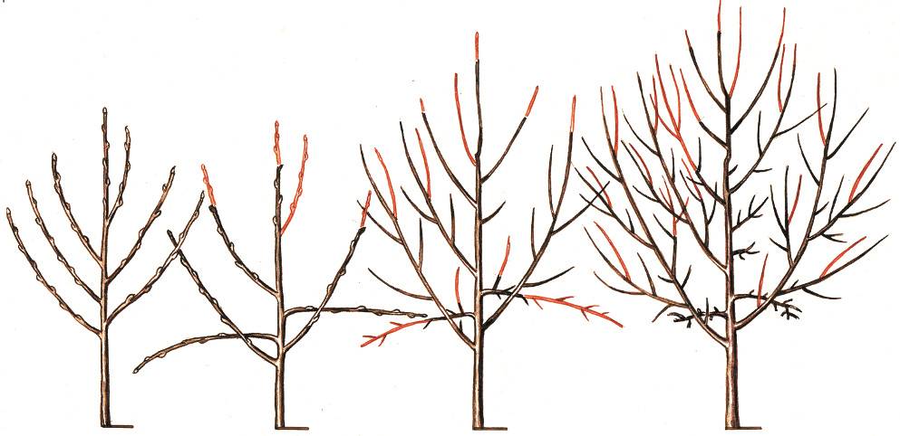 Обрезка сливы весной для начинающих, способы формирования кроны, омолаживания дерева, цели проведения обрезки, а также сроки стрижки ветвей дерева.