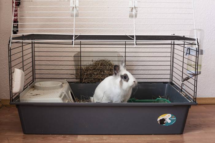 Карликовый кролик: фото, описание пород, особенности содержания домашнего любимца