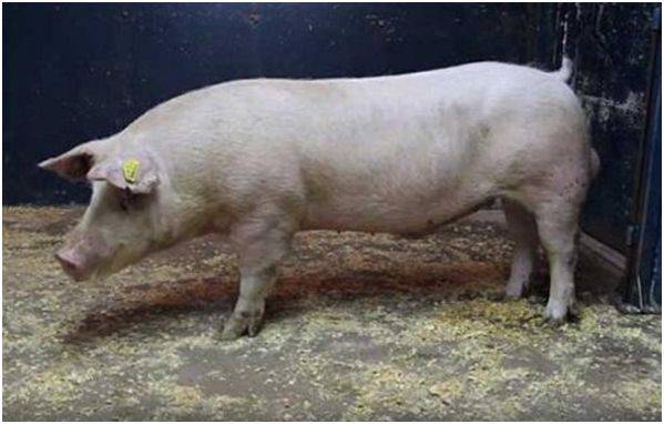 Характеристика и описание крупной белой свиньи