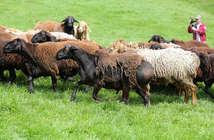Гиссарская порода овец: характеристика, описание