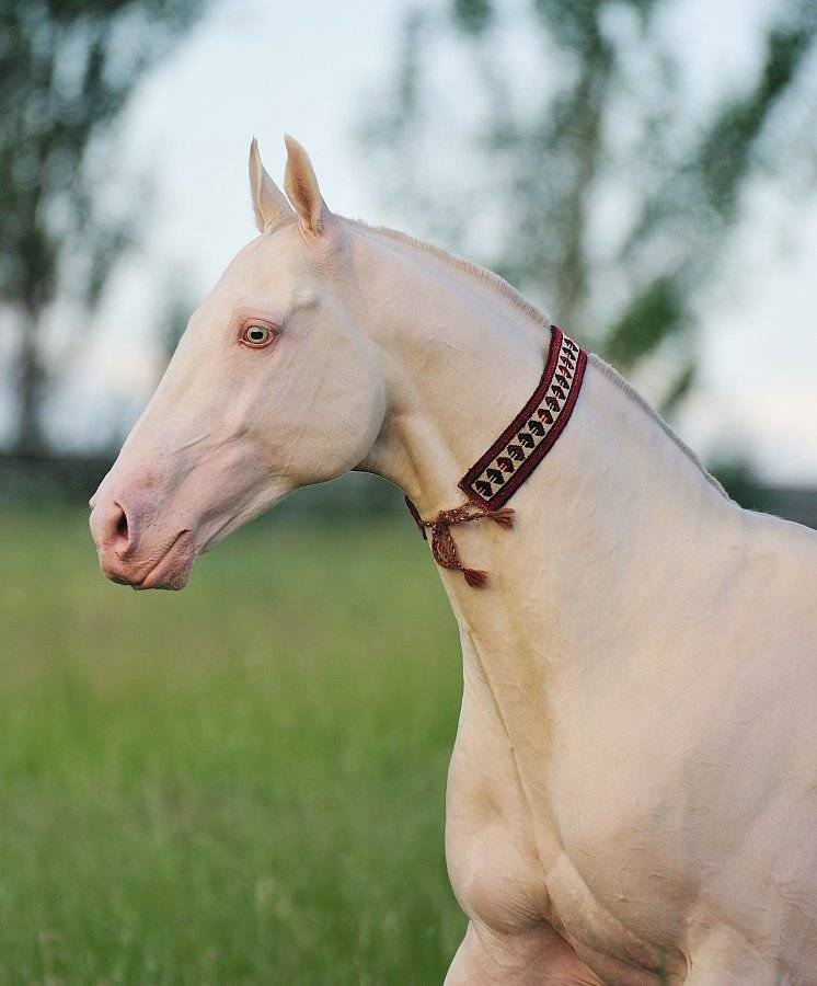 Изабелловая масть лошади - история происхождения, описание и фото