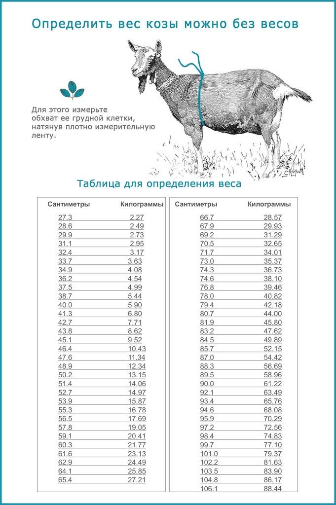 Продолжительность жизни домашних коз