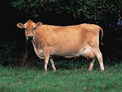Порода коров лимузин: полная характеристика