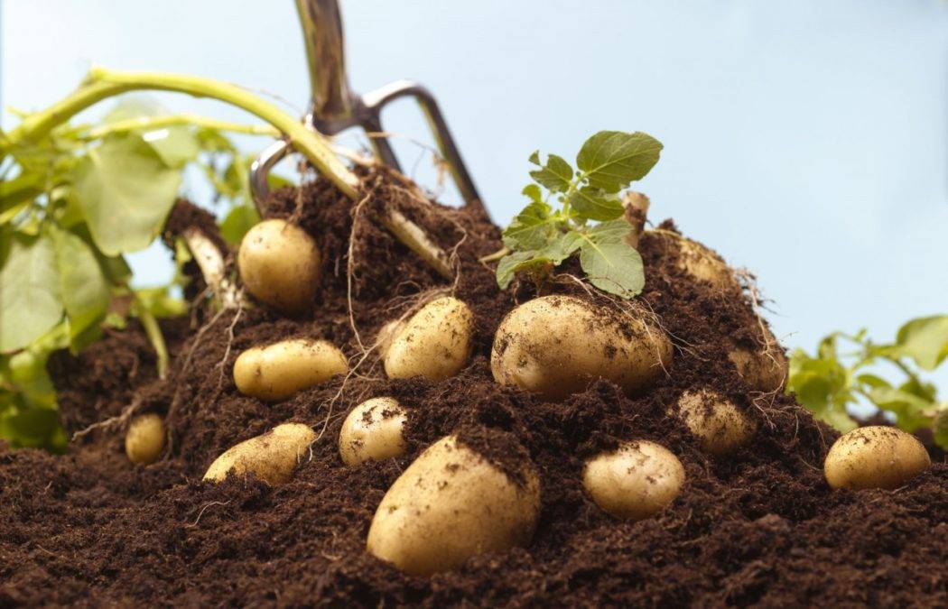 Вкусный картофель: советы по выращиванию